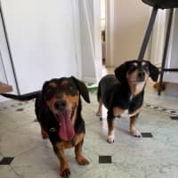 Photo of Sally   8 Year Old Dachshund