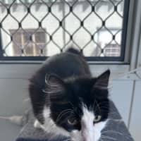 Photo of Bobbit