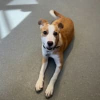Photo of Maple