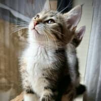 Photo of Eevee