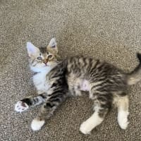 Photo of Piper