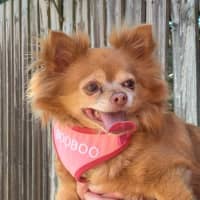 Photo of Dino & Booboo   Maltese & Chihuahua X (Trial)
