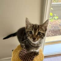 Photo of Stella