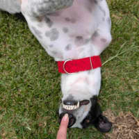 Photo of Harry, The Cat Tolerant Greyhound 