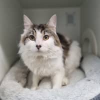 Photo of Zorro