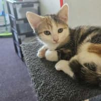 Photo of Belle