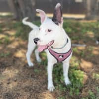 Photo of Gypsy