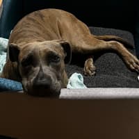 Photo of Honey