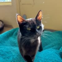 Photo of Violet