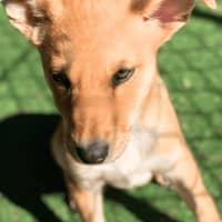 Photo of Rusty