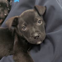 Photo of Scout