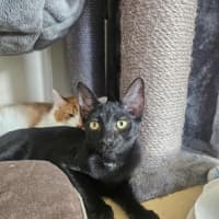 Photo of Meowthew