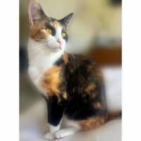 Photo of 9736   Rocket