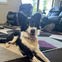 Photo of Bella   7 Month Old Border Collie (Trial)