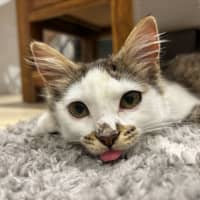 Photo of Squishmellow