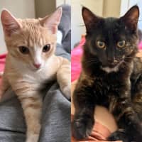 Photo of Bailey & Kahlua
