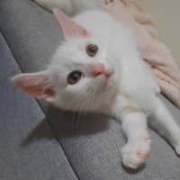 Photo of Norman