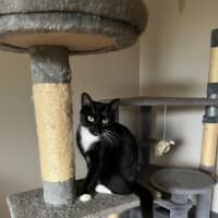 Photo of Ula ** 2nd Chance Cat Rescue **