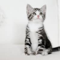 Photo of Jasper