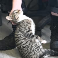 Photo of Indie