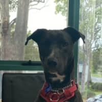 Photo of Zala   1 Year Old Border Collie X Kelpie