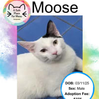 Photo of Moose