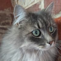 Photo of Nibbles