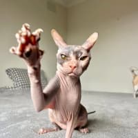 Photo of Echo (Was Roxanne)