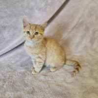 Photo of Ryder
