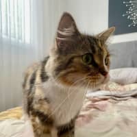 Photo of Poppy