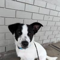 Photo of Peanut 