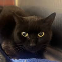 Photo of Mystique (With Panda)