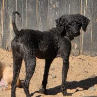Photo of Zebi