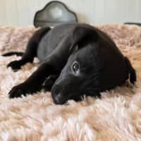 Photo of Camilla The Chicken