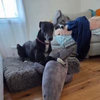 Photo of Drew, The Greyhound