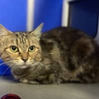 Photo of Nova