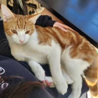Photo of Pretzel