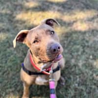 Photo of Cinnamon Toast