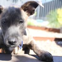 Photo of Marvin   6 Month Old Cattle Dog X Staffy