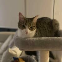 Photo of Zoe *9 Lives Project Rescue*