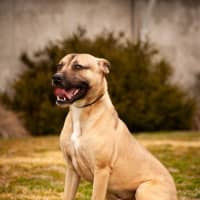 Photo of Banjo 