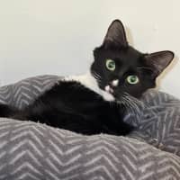 Photo of Whiskers