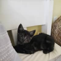 Photo of Odon   Located In Albert Park