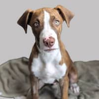 Photo of Soxx