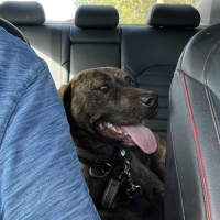 Photo of Maverick 🐴 1.5yo, Staffy X Rotti(on Trial 8/11/25