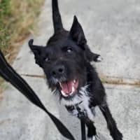 Photo of Smiffy