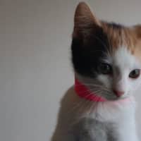 Photo of Moo