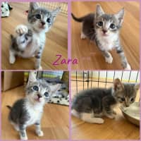 Photo of Zara