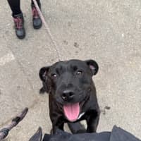 Photo of Gypsy