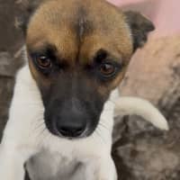 Photo of Bodie